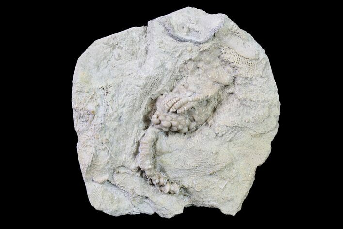 Fossil Crinoid - Keokuk Formation, Missouri #157204